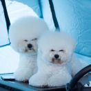 Ara Star Of The Milky Way