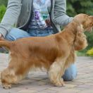 XENIA Blue Valley of Dogs