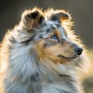 NEAJRA NIL ARETE Figa Ruminy (FCI)