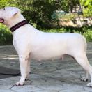 EMILIYA FROM THE EMPIRE OF WHITE ANGEL