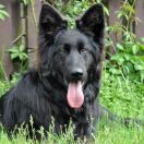 GAMORA Black Star Team 