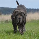 CORLEONE DEL' BOSCO FOLTO