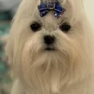 Julian Avenue of Stars FCI 