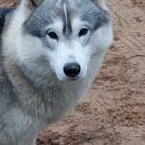 FIRE IN PAWS EYE OF THE TIGER