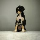 Moyo Pori ALICE SPRINGS