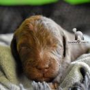 RÓŻYCZKA-RUBELLA Diamond Lamb