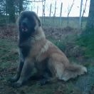 O'ORDER DA ACINOMAGRICULTURA