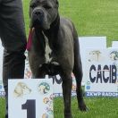 Mercedes Stary Bór FCI 