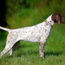 FINEZJA z Czarnego Dworu