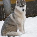 STORMIND'S LUPUS IN FABULA