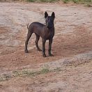 ZOEGA Dream Of Coffee FCI 