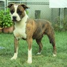 Proud to be Greek Bomba