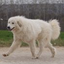 BELYIY KHVOSTOMACH BRIANA