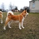 SHIORI Senshi No Seishin