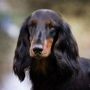 APPLAUSE Long and Lovely