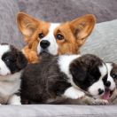 Avrora Jinjit Norov Land