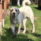 BOOGIE WOOGIE z Krainy Sanu FCI