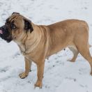 Kikimora Crazy Clan FCI