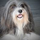 FASCYNACJA Z Białego Gwiazdozbioru (FCI)