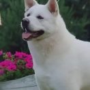 Ch. Finigan Gue-Fer Habibi 