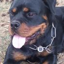 Olburd TARA DLJA OZHINA 