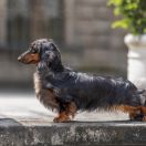 YILDUN Hokus Pokus z Perłowej