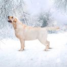 DŻASMINA Passion Dog