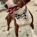 PRECIOUS MR. TADEUS Gemma Gemmarum FCI