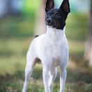 Sharpfox CAPTAIN BLACK BAGHEERA