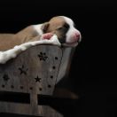 CORYDALIS LUTEA American Heart