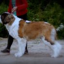 EST Kalvana SAPFFIR CHARMING WORLD 