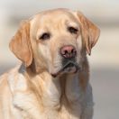 IRISLAV FORTUNE AT MILEND`S