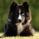 ALMAZY ANABARA ARKONA z Grajdołka Demonów Słowiańskich