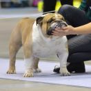 Winston Pride Britain King William