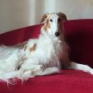 MAKSIM z Leśnego Potoku