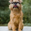 SATISFACTION Bargest 