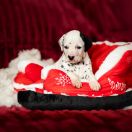 COSTIERO TEMPESTA Basta Amare