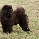 AFRICA FROM LAND OF WHITE WATTERS