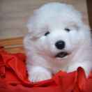 ROYAL ALICE Shadow and Shine of Siberia