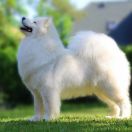 Royal Winter NEW EDITION