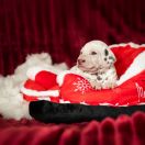 CORTO PIOVERE Basta Amare