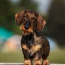 LUCY Bukowieński Bór