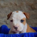 Cincinatti Vivir Perros 