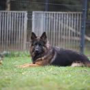 Lucky von Waldfurter Wald 