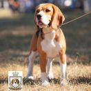 ARIZONA GRAND CANYON FIRE BIRD GYPSY HOUSE