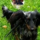 ChMoł NEGRITA z Końskiego Raju FCI 