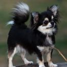 MEYDZHIK NAYT ODESSKIY TALISMAN