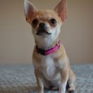 MŁ. CH. PL GIGI GRACE Marmuzella (FCI)