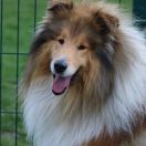 Kylian van het Melkmeisje