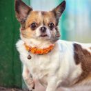 DEEL'ORO PRIZE SAMIRA 